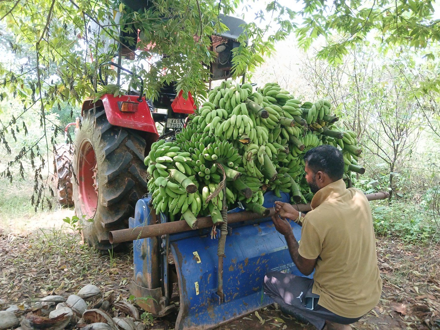Image for Tender coconut, elachi banana