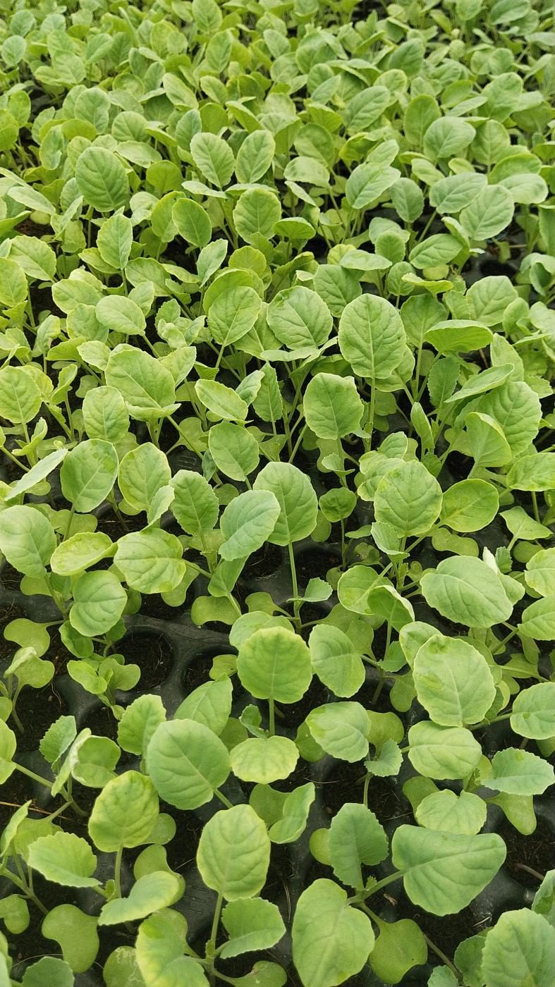 Picture of VEN-BA NURSERY FARMING