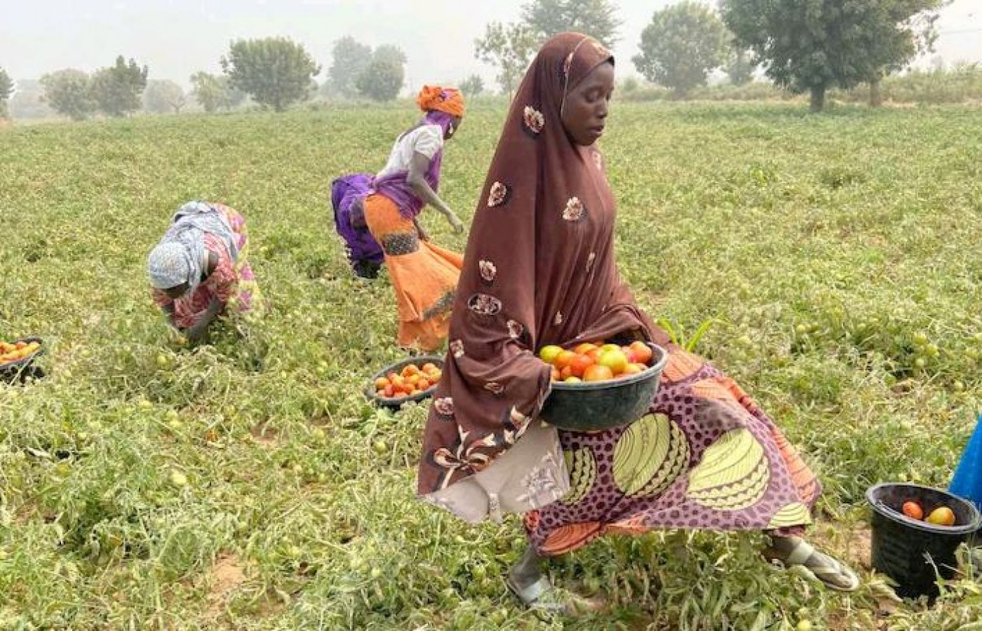 Picture of Taliban farm center 