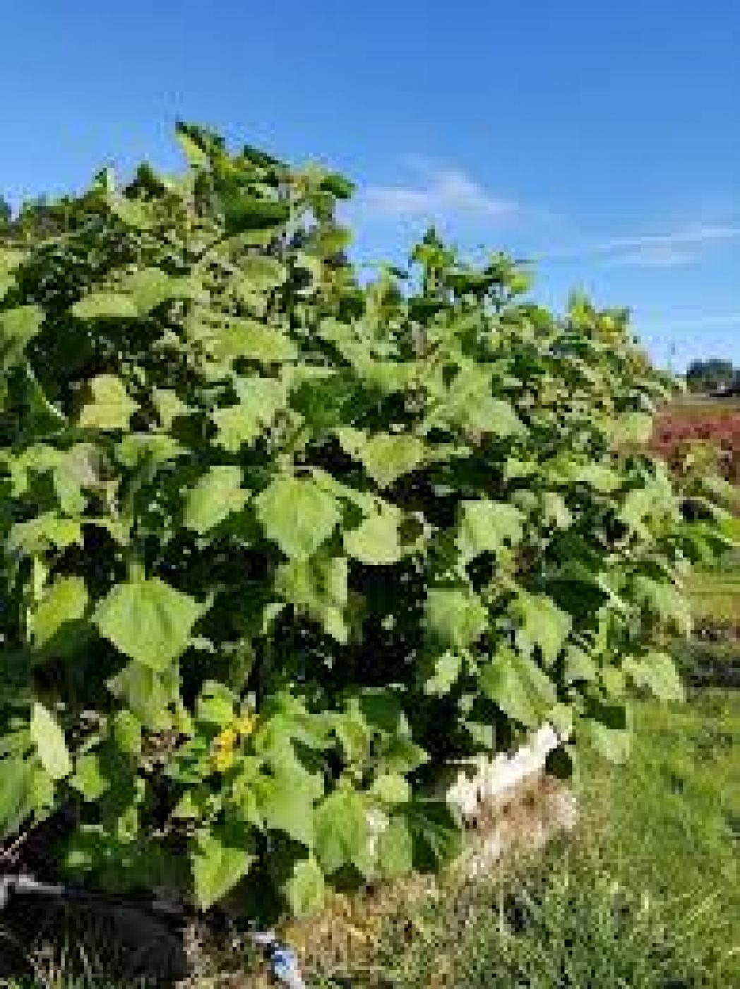Picture of Yacon fruit 