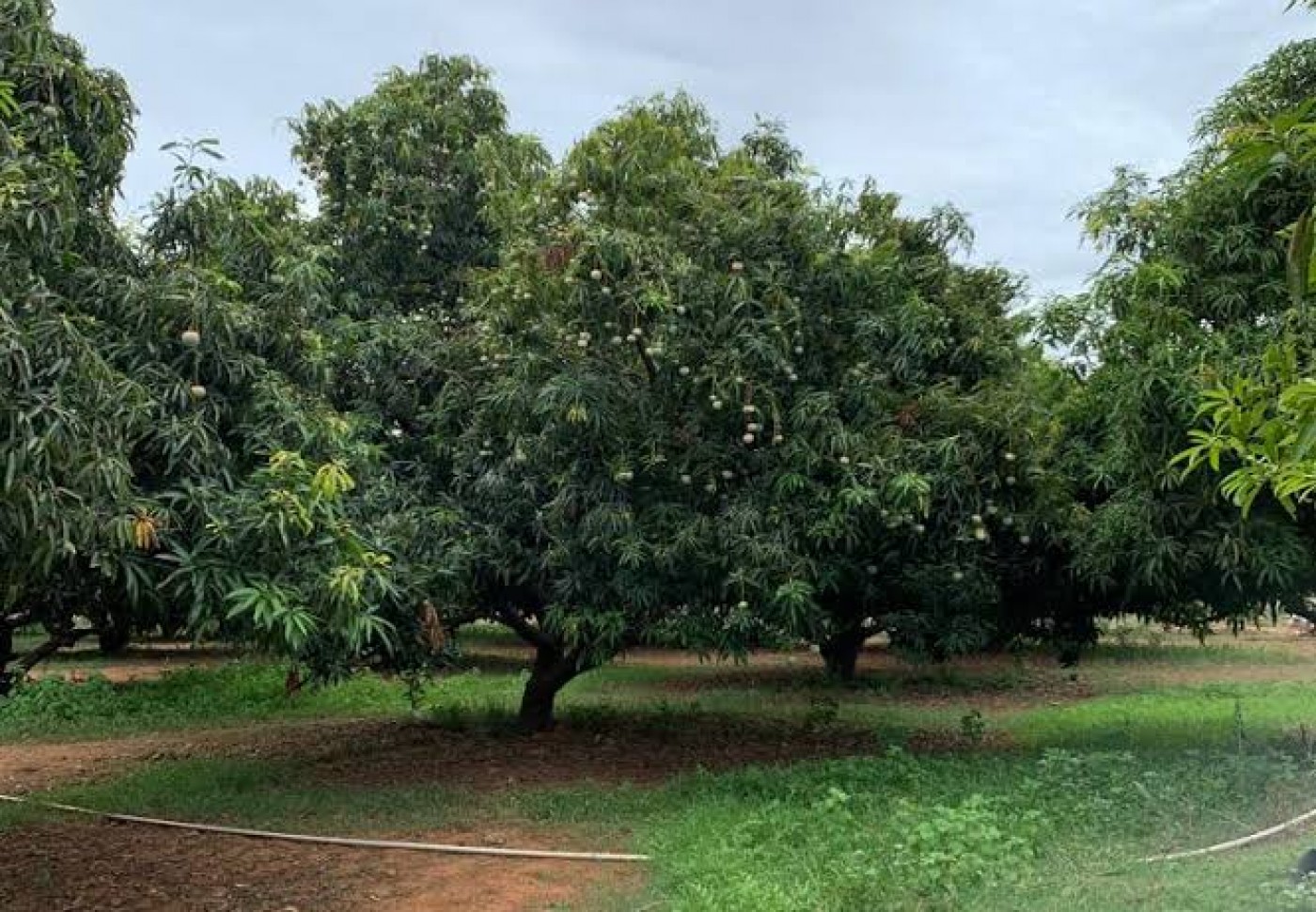 Picture of Areeb Exports 