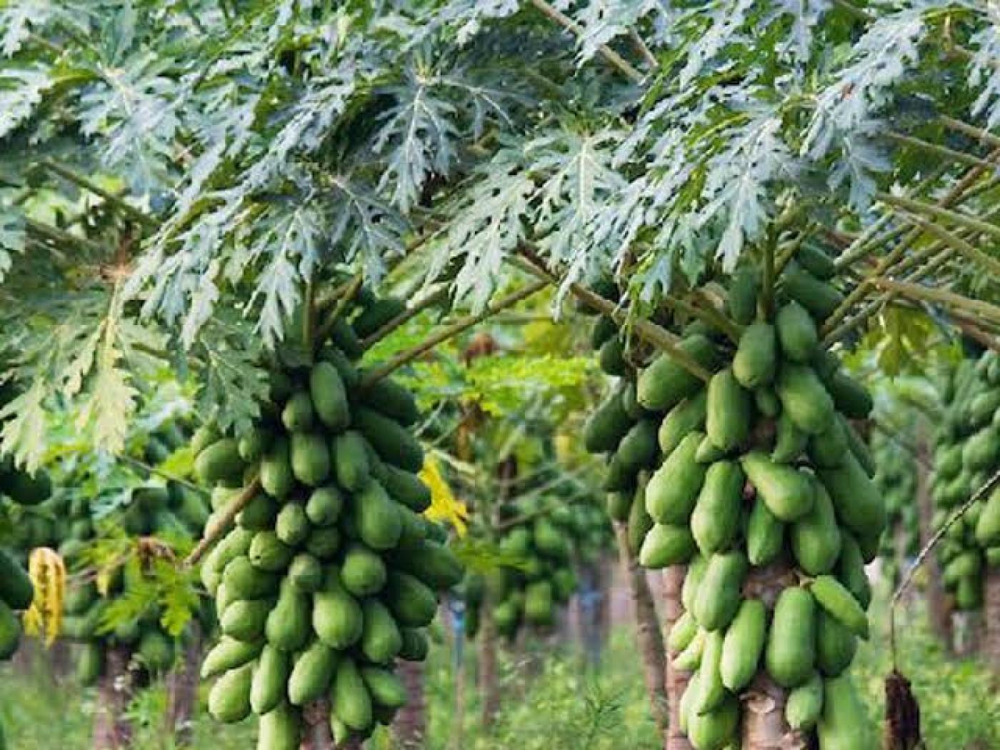 Picture of Organic papaya 