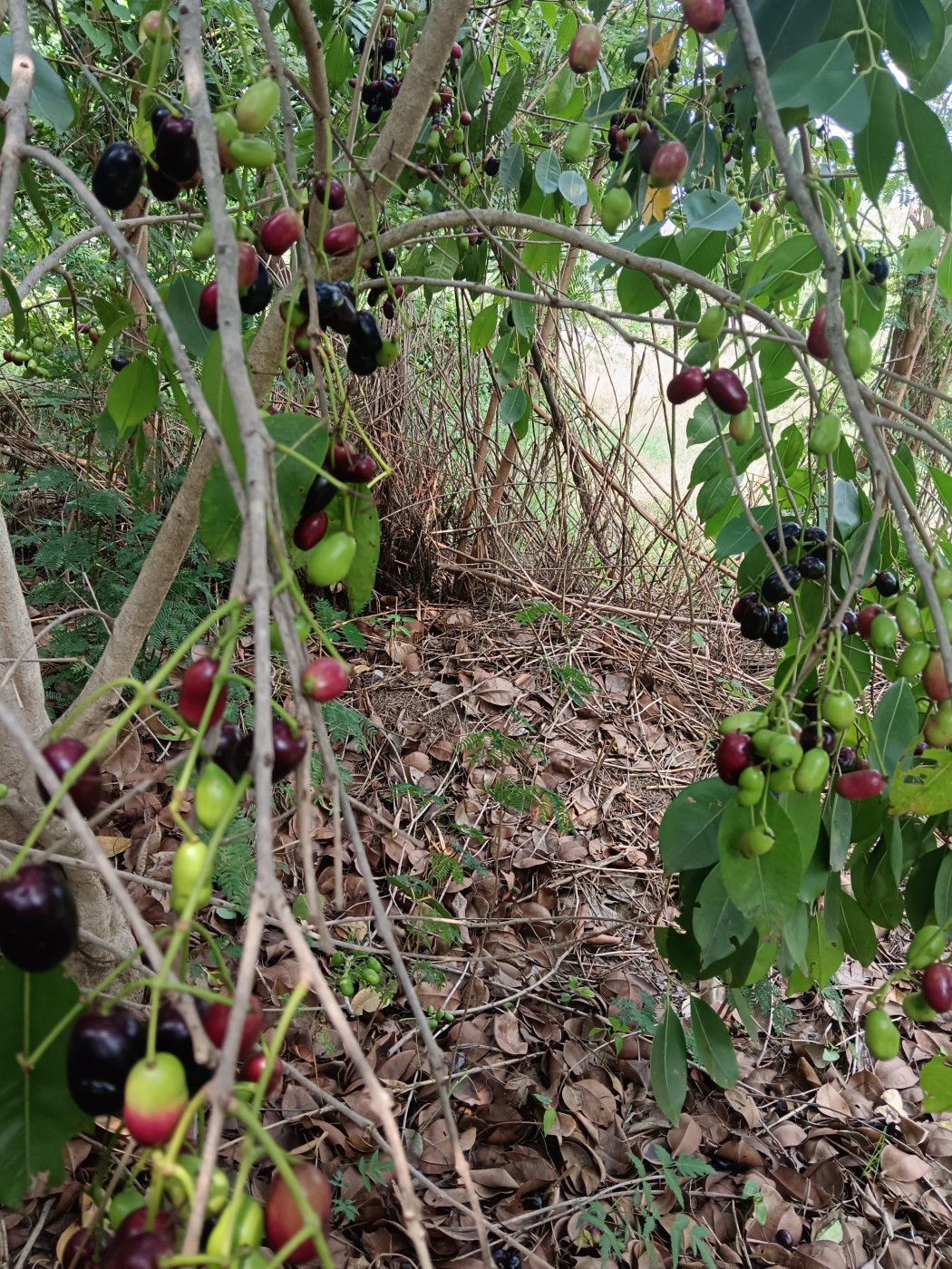Image for Fresh jamun plum fruits 