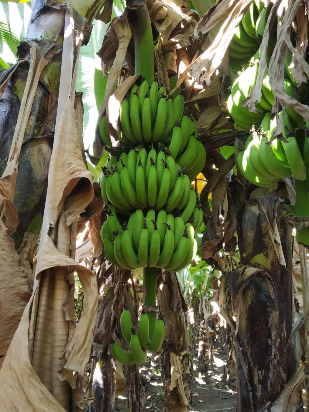 Picture of Sealord exports