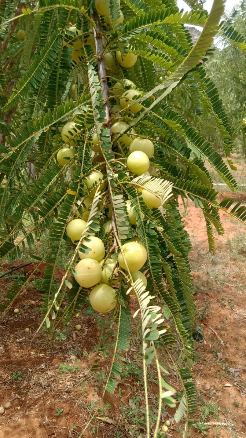 Picture of Bennet organic farm