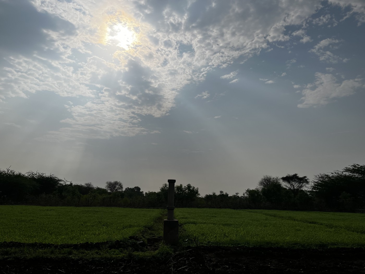 Picture of Shon agro