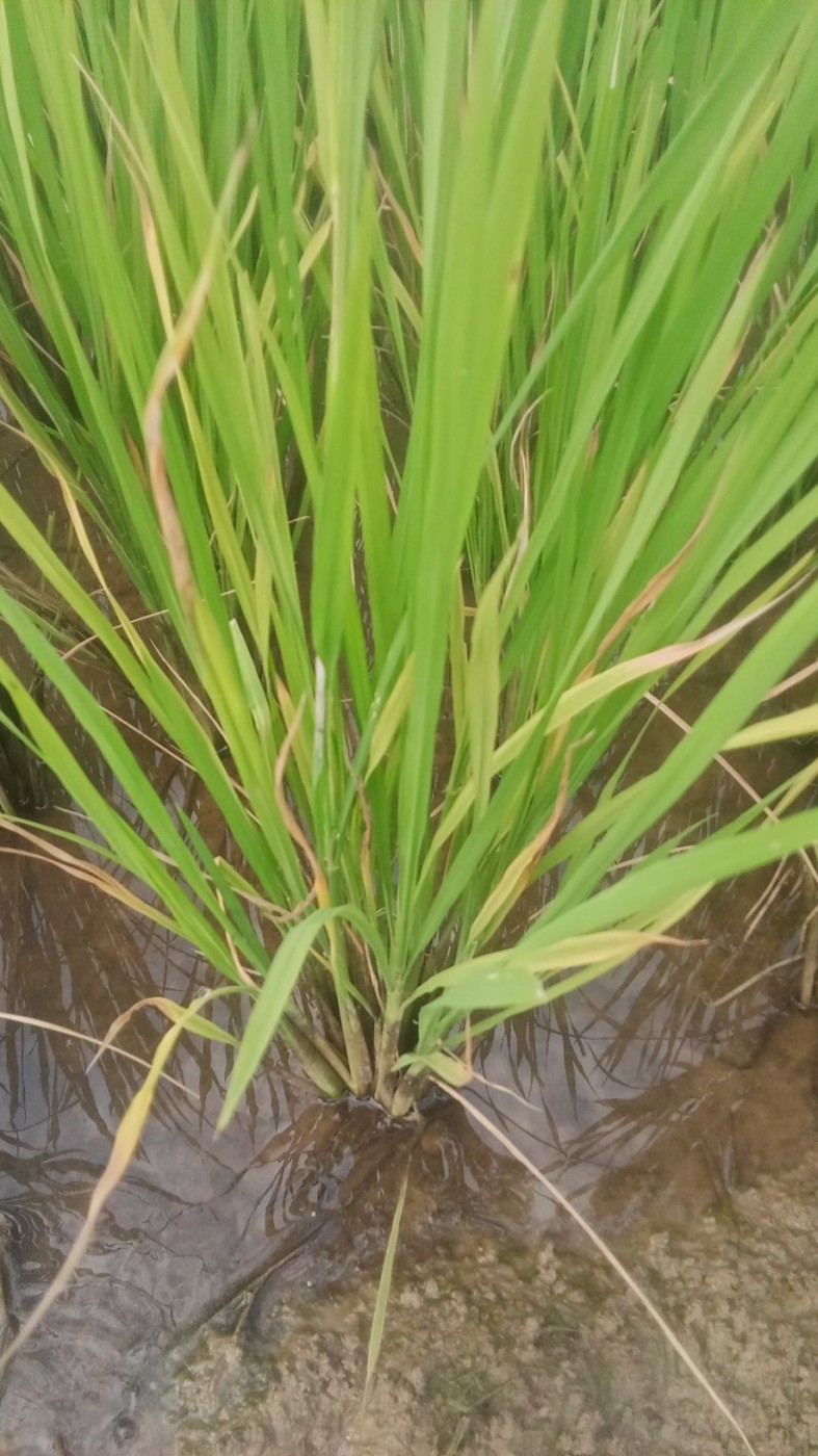 Picture of Jagannath agrotech 