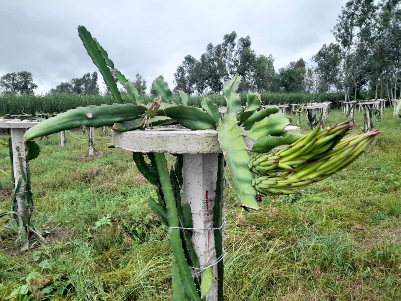 Picture of Go Green Agro farm