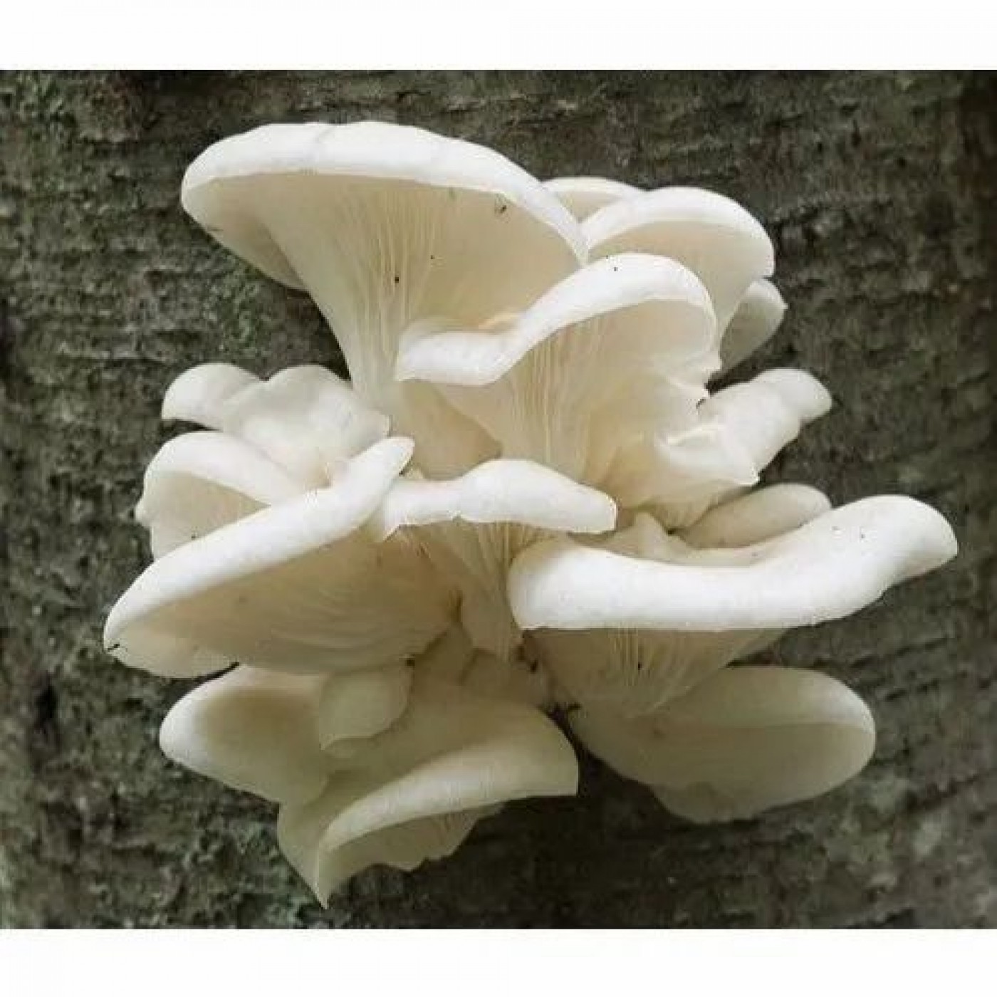 Picture of DHANU MUSHROOM FIRM