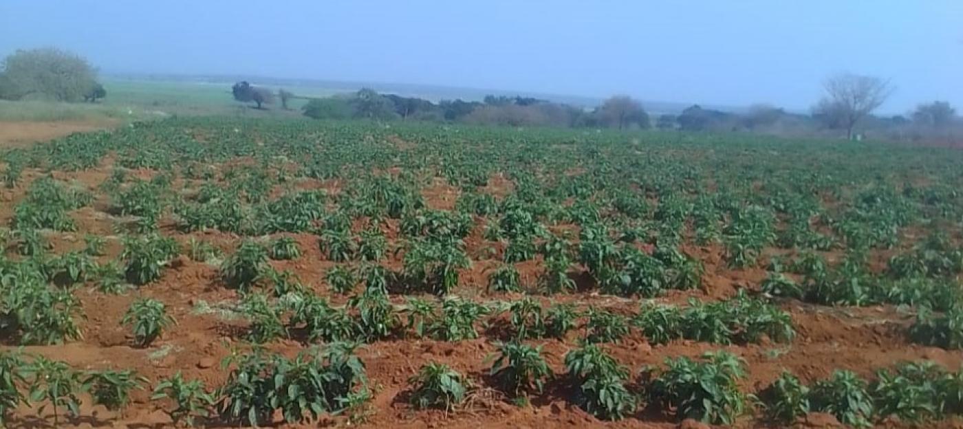 Picture of Khoza Mafa farm