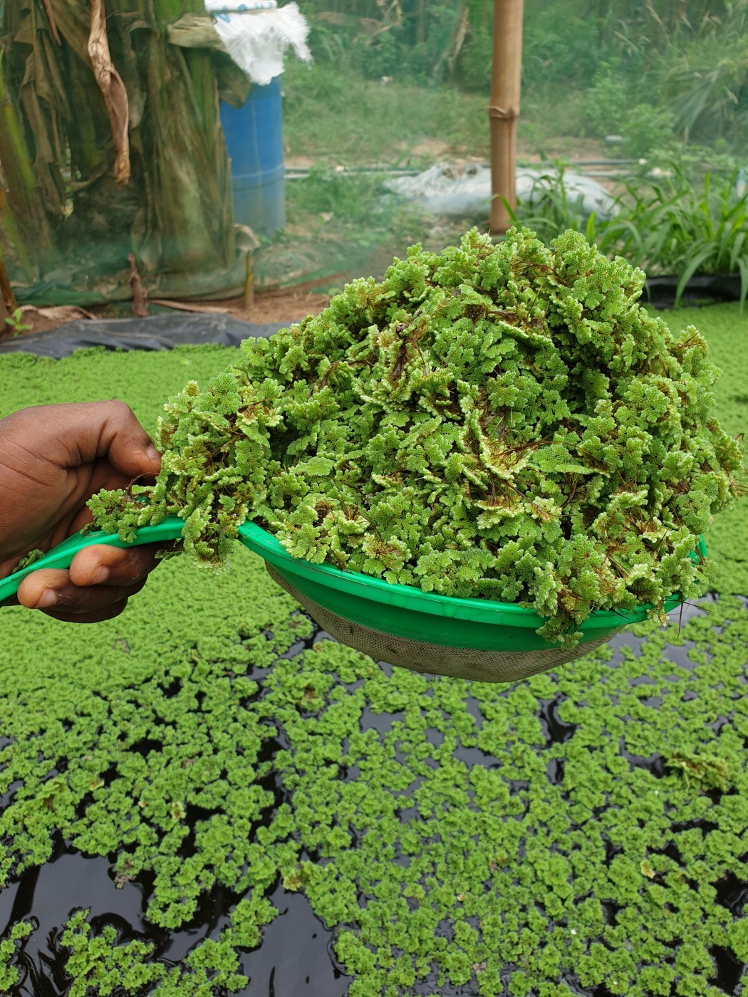 Picture of Azolla farms Ghana 