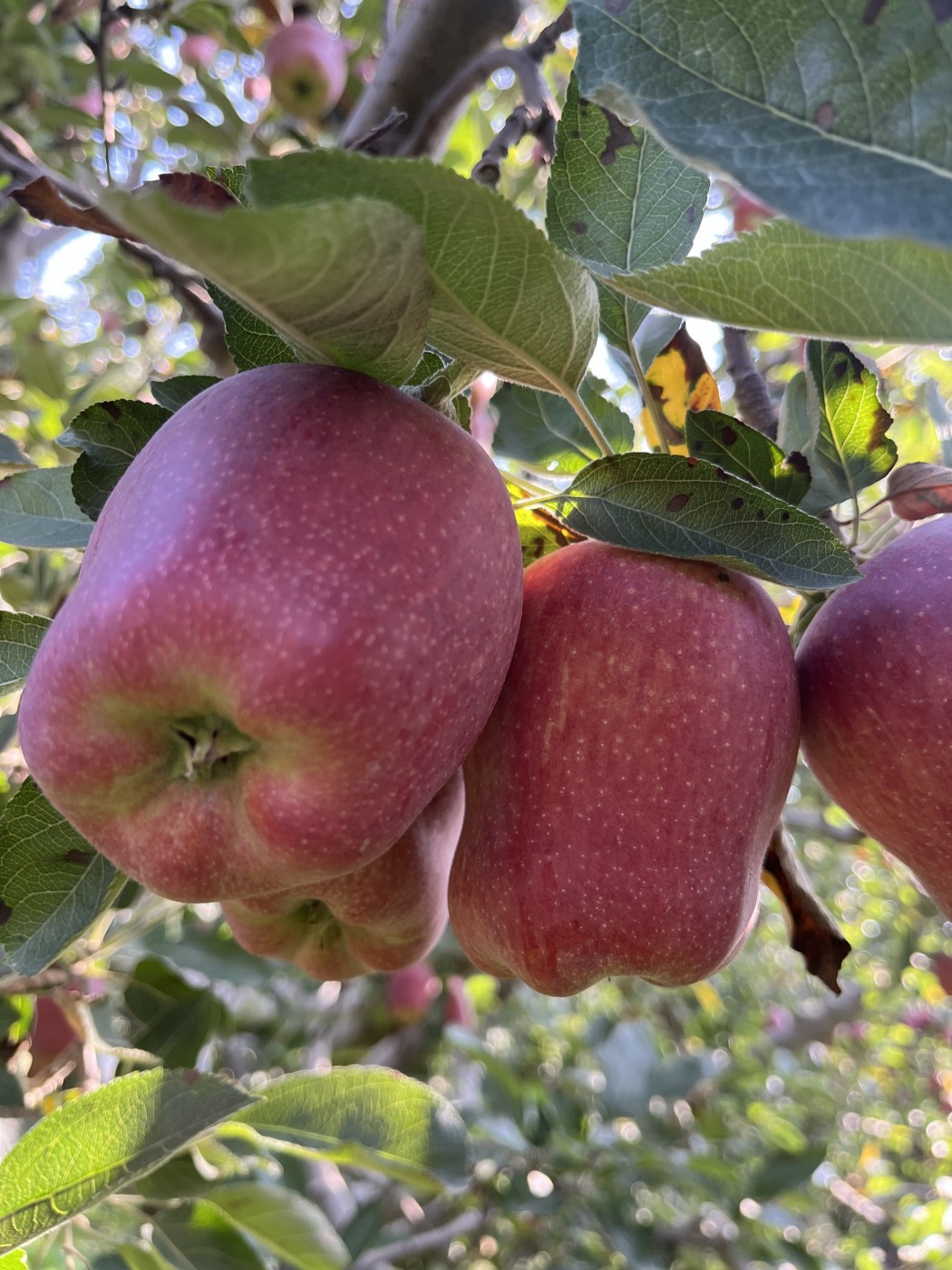 Picture of FIRST KASHMIRI APPLE