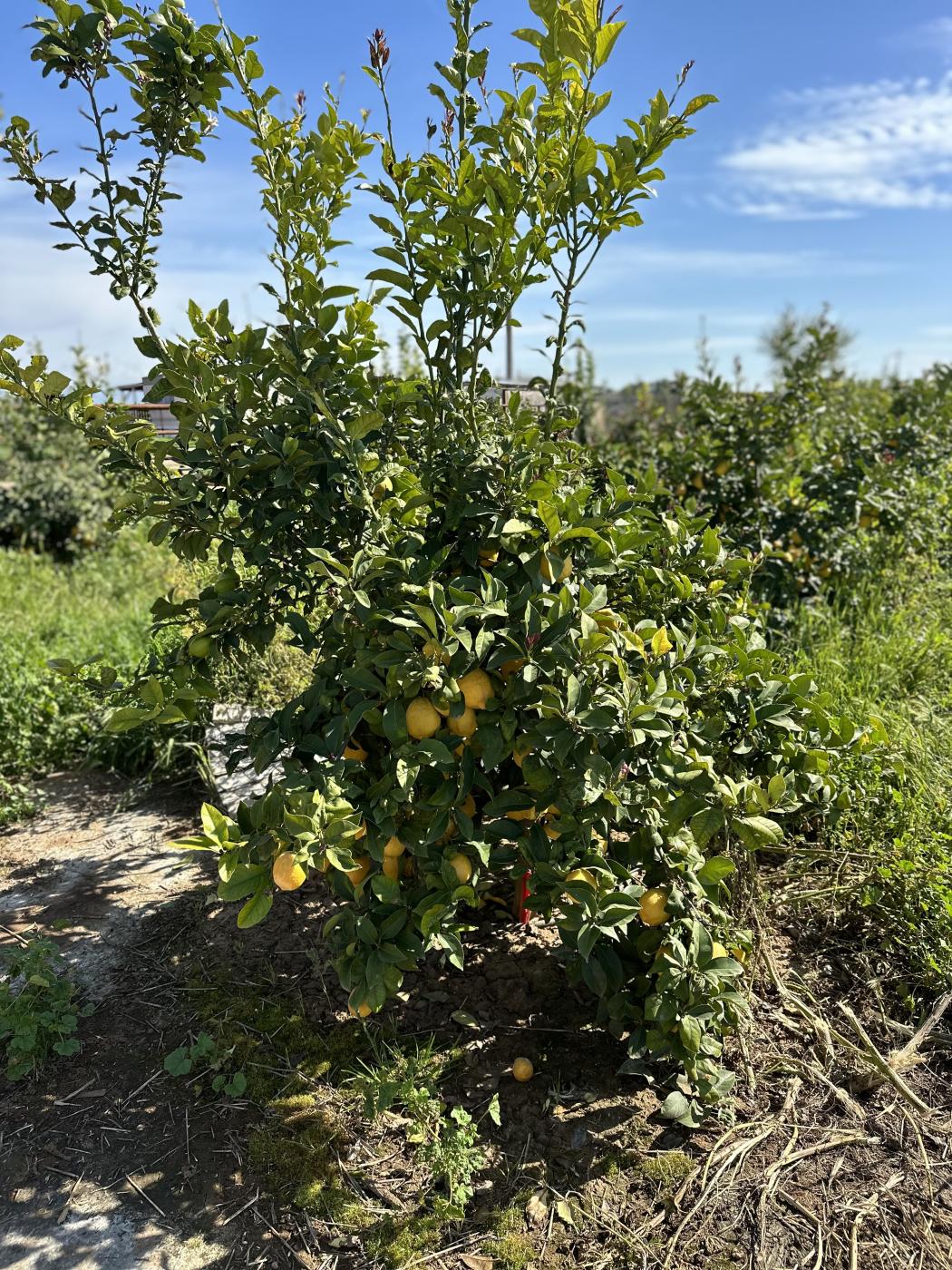 Picture of Elorza Farms