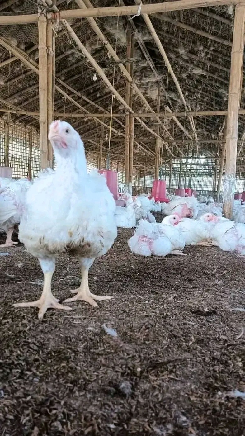 Image for Fresh cabbages /delicious avocados /big potatoes and chickens