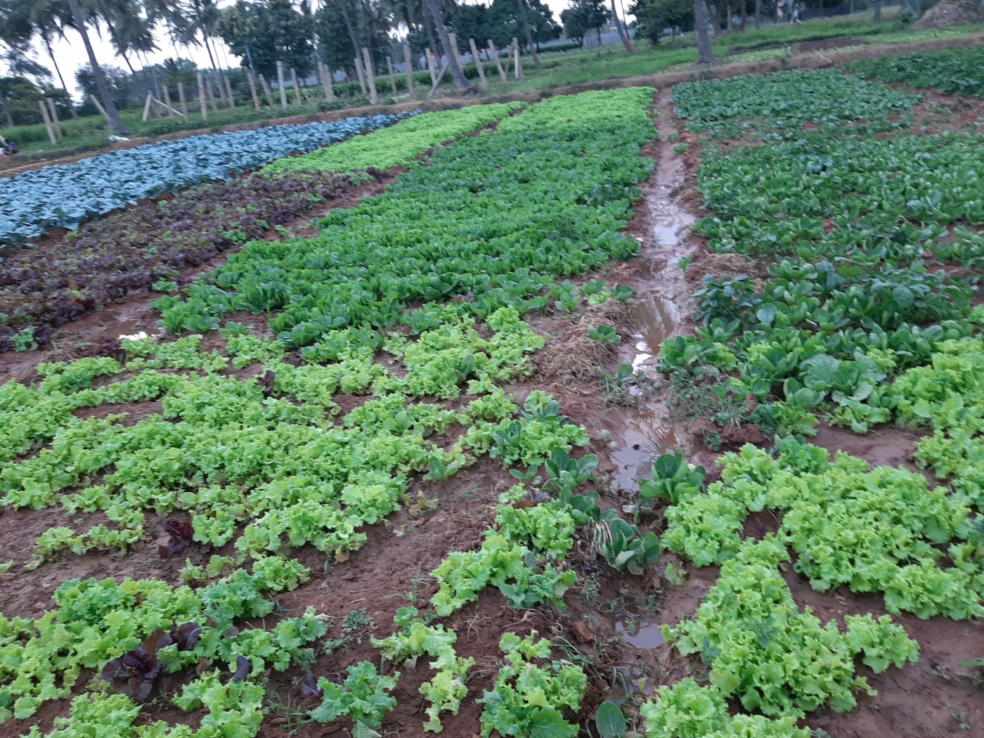 Picture of Farmfresh vegetables 