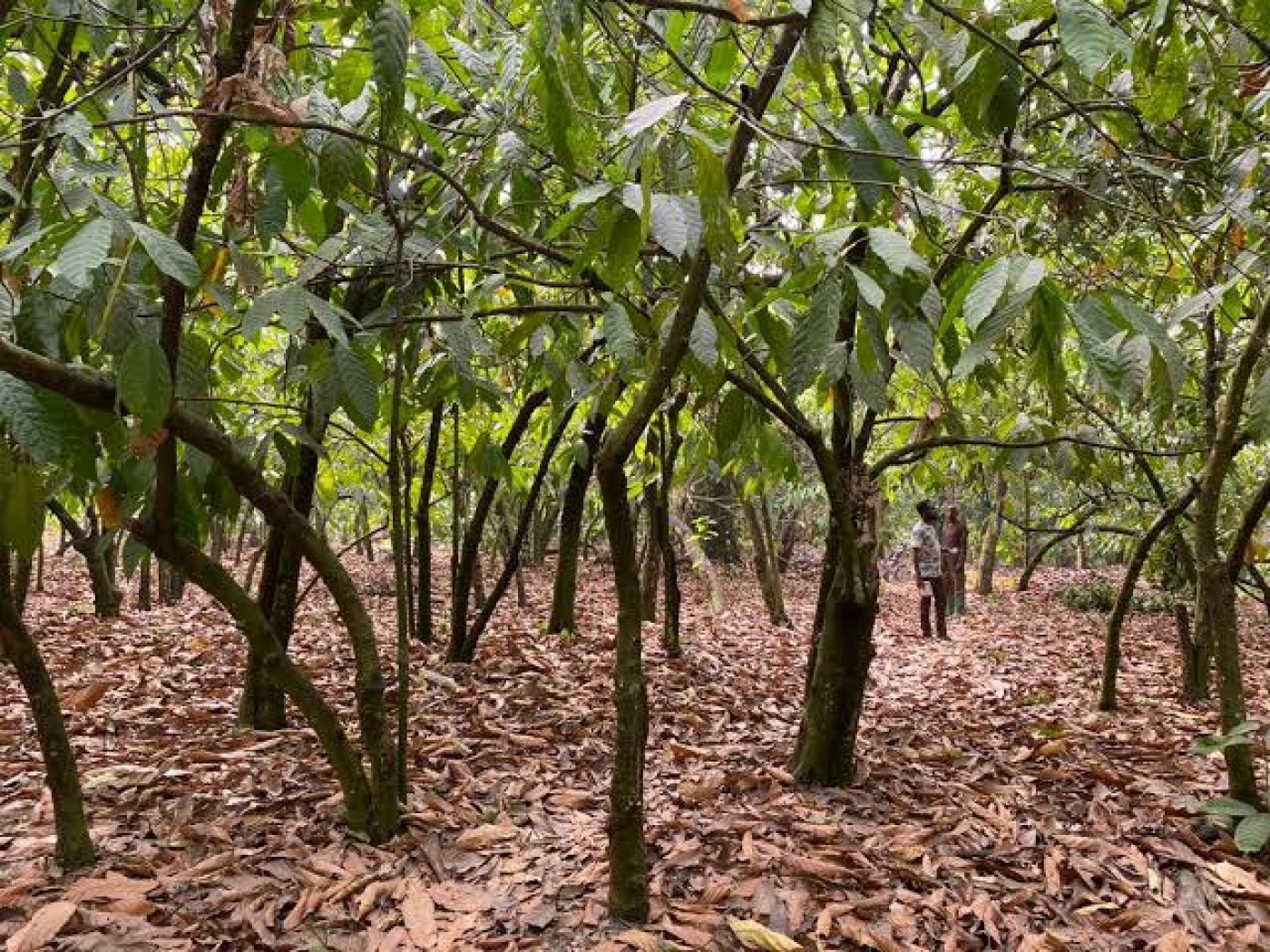 Picture of The been framr