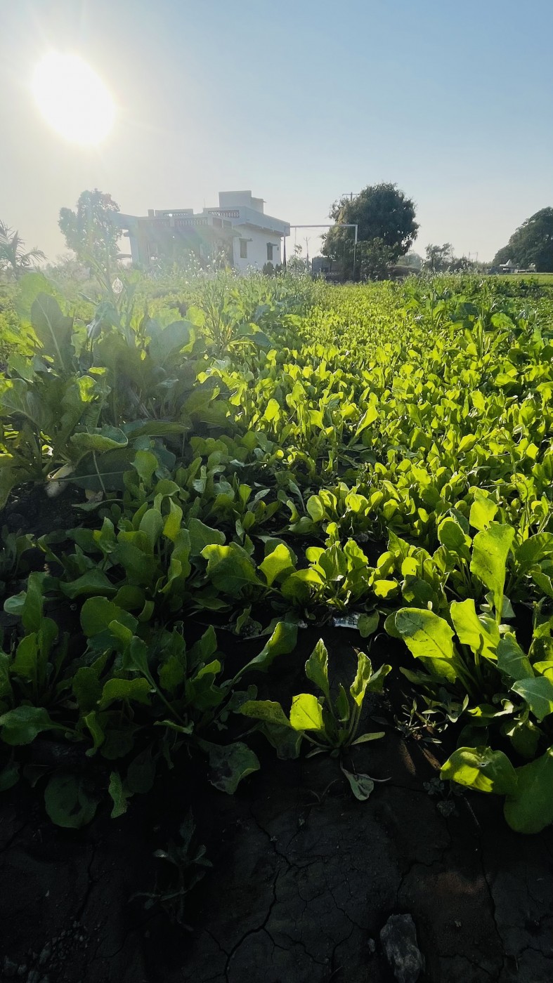 Picture of Prakrutik Farm