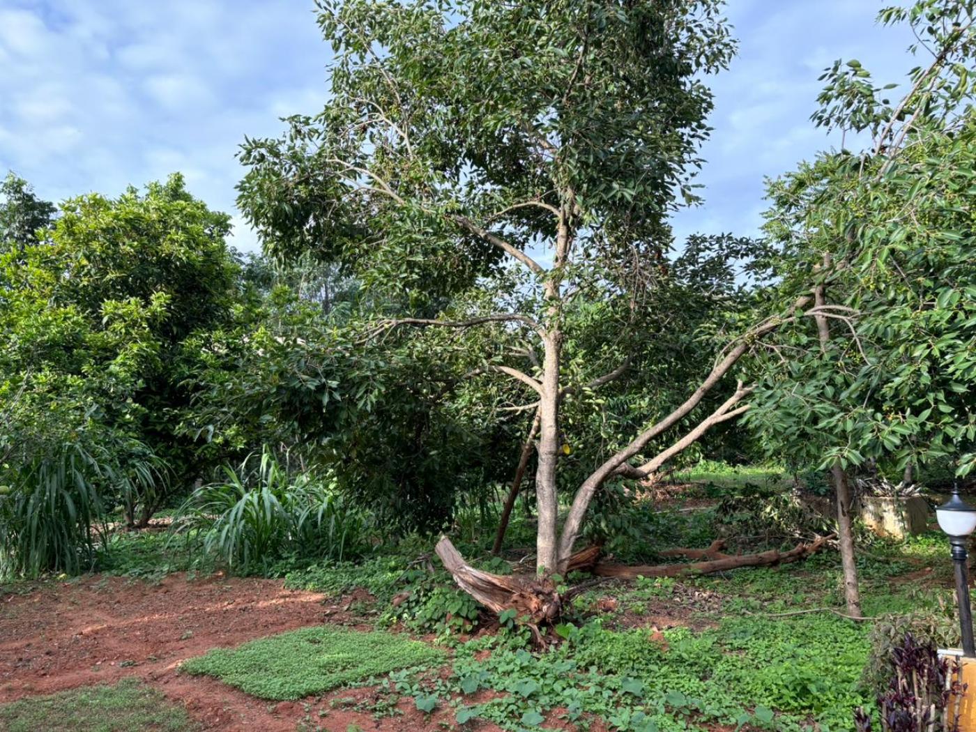 Image for Cranberry, jamun, Star fruit