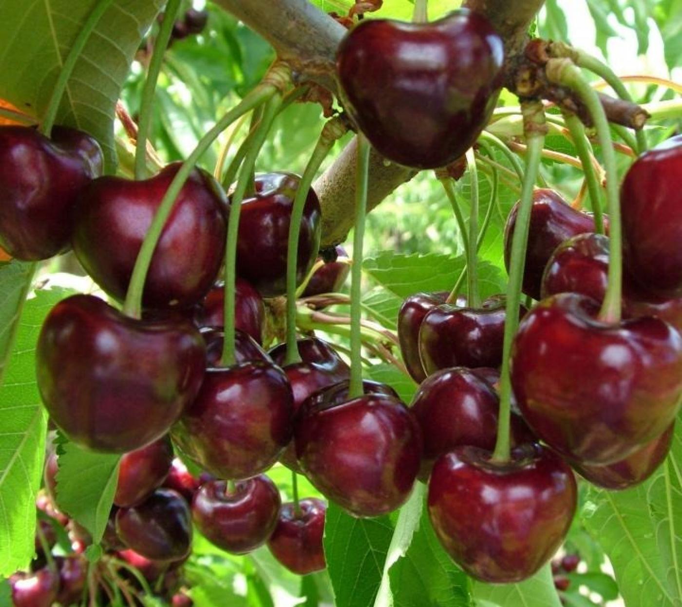 Image for Fresh cherries 
