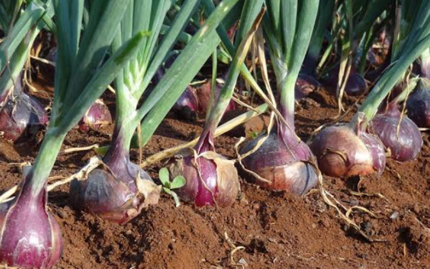 Picture of King power  farm
