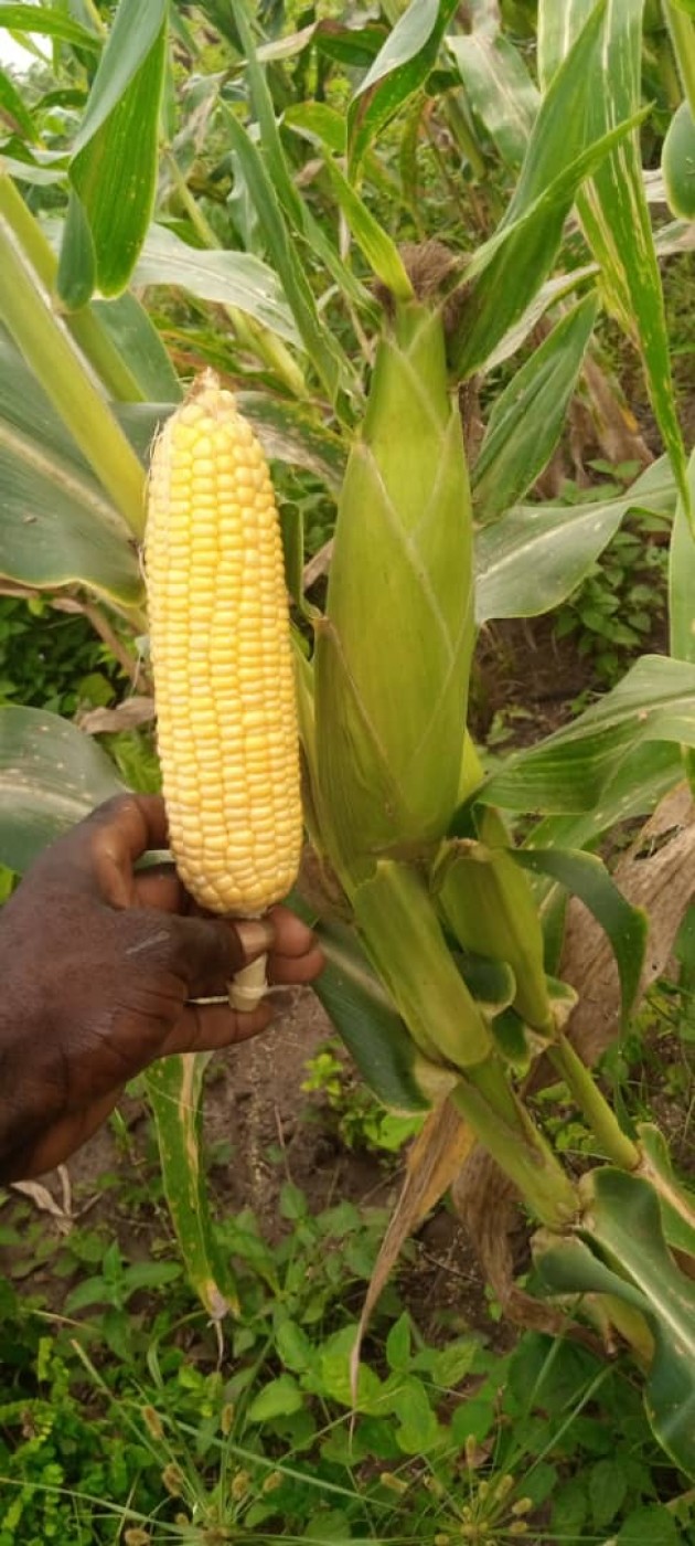 Image for Maize
