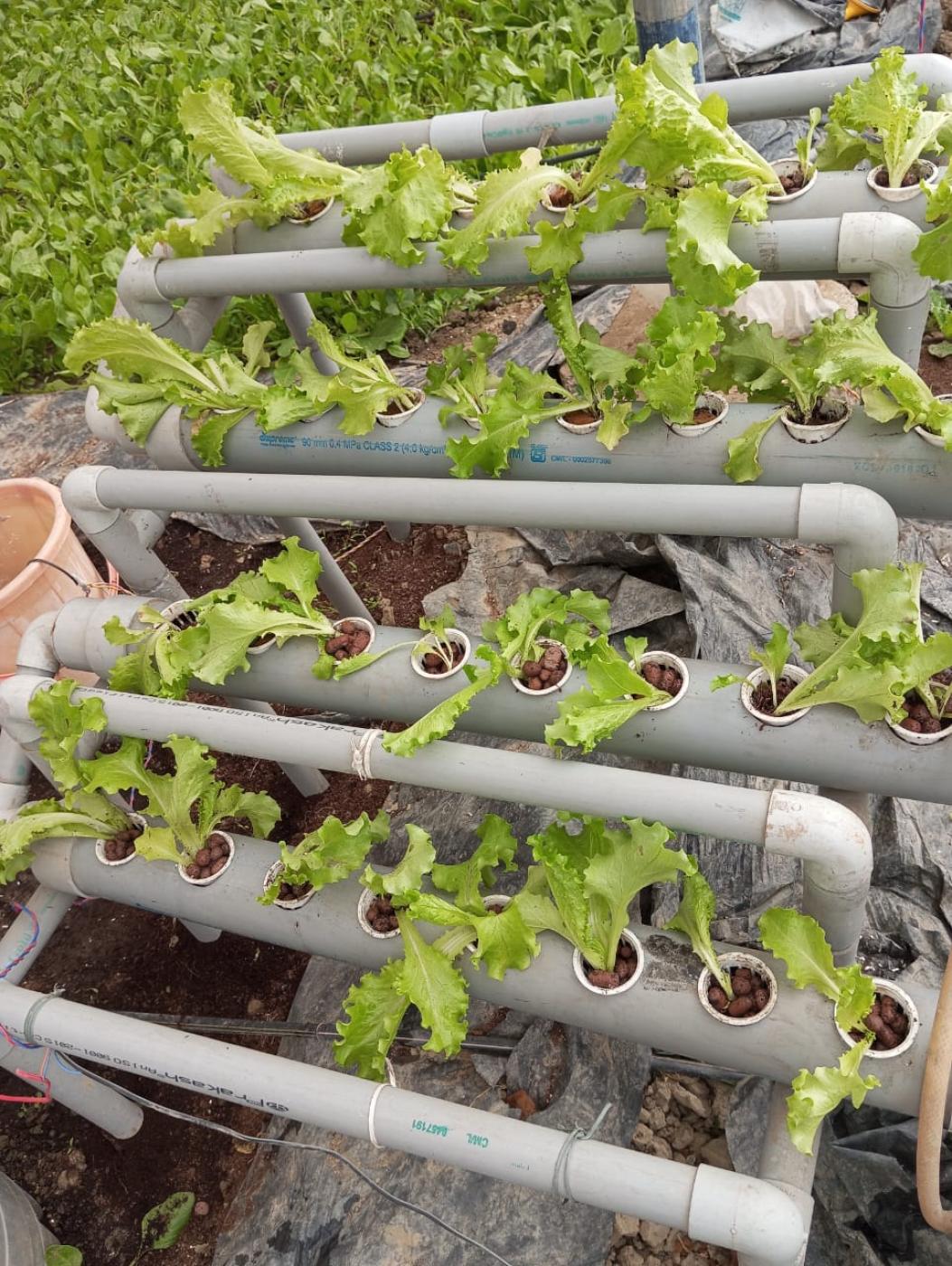 Picture of TrulyFresh 