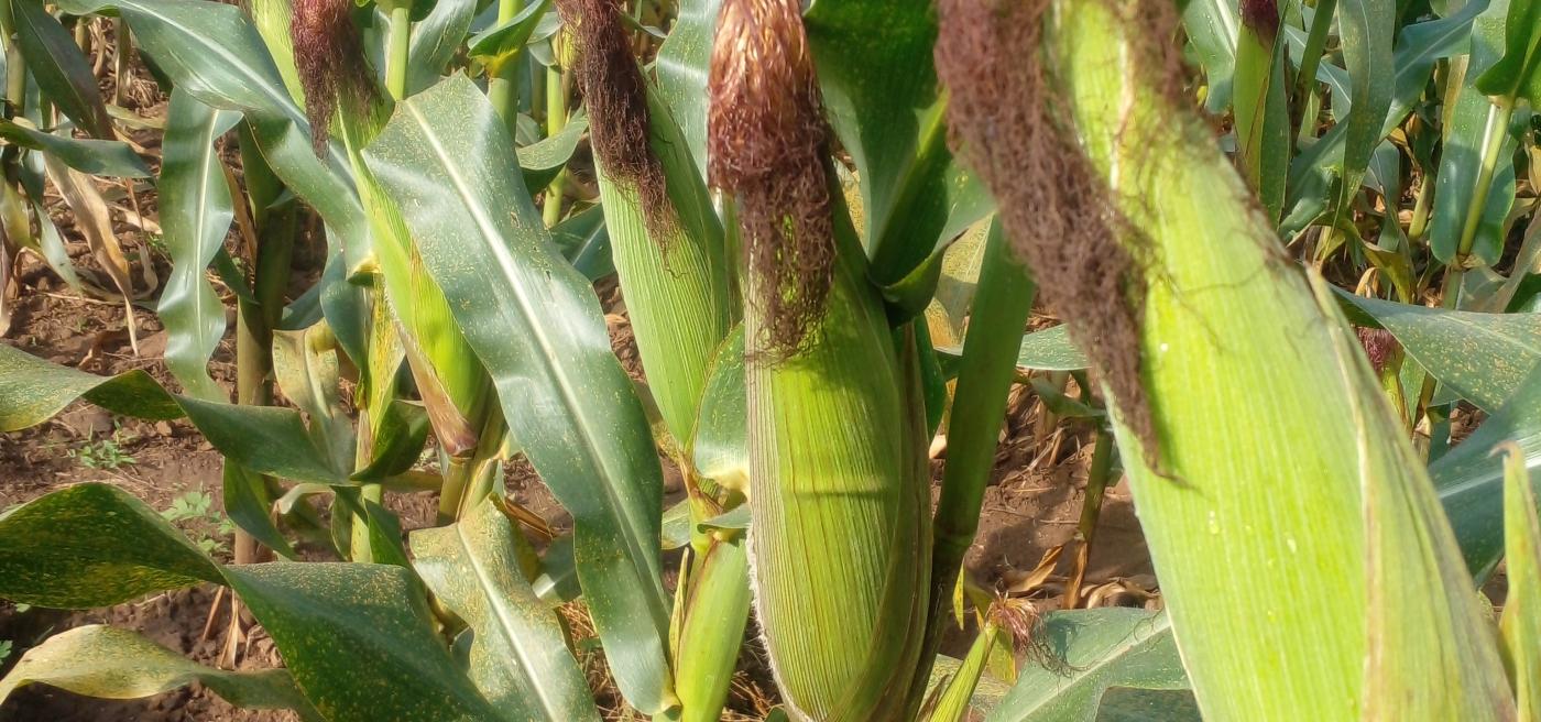 Picture of Isiza farm Malindi