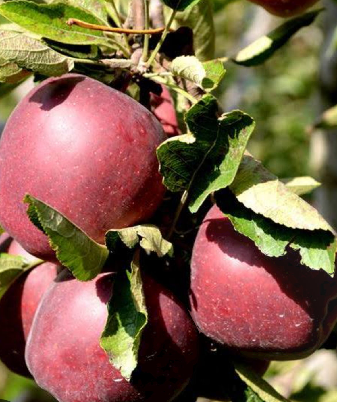 Image for First come first serve