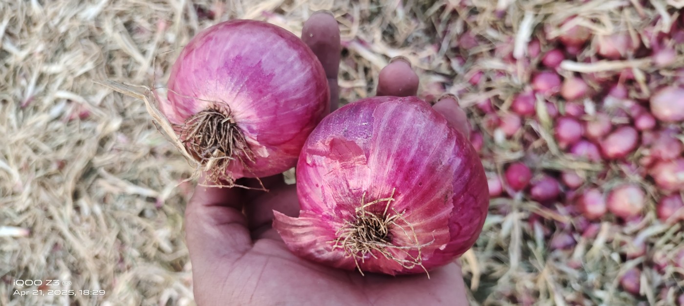 Picture of Panhalkar 