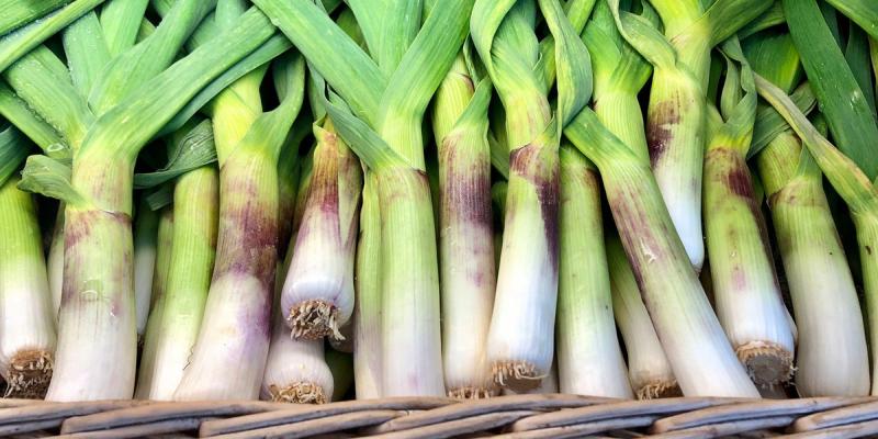 Picture of Leek