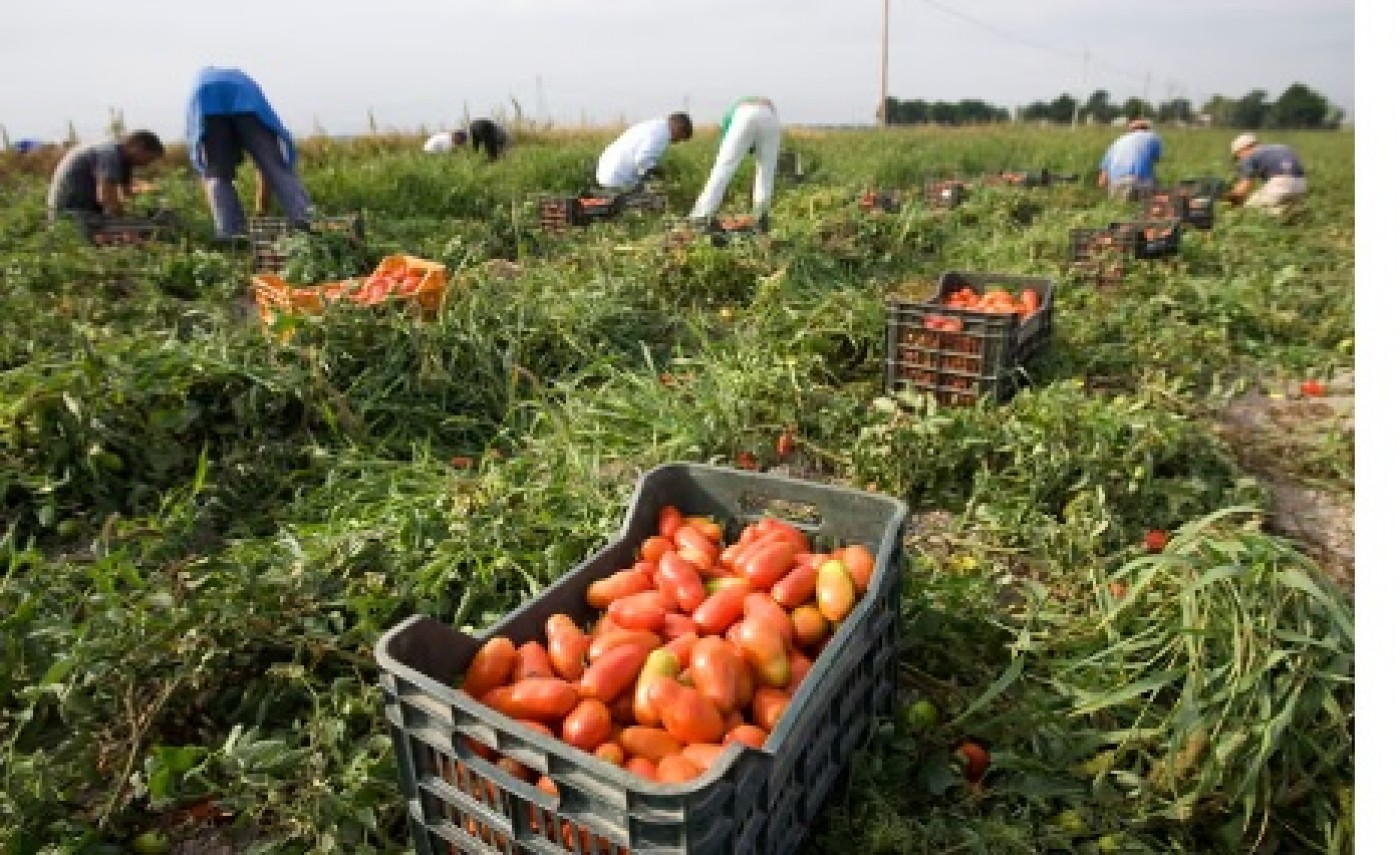 Picture of IGIES Farms 