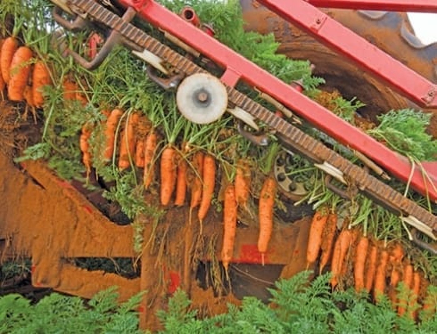 Image for Fresh Carrots (m + l) 1.2 tons available.