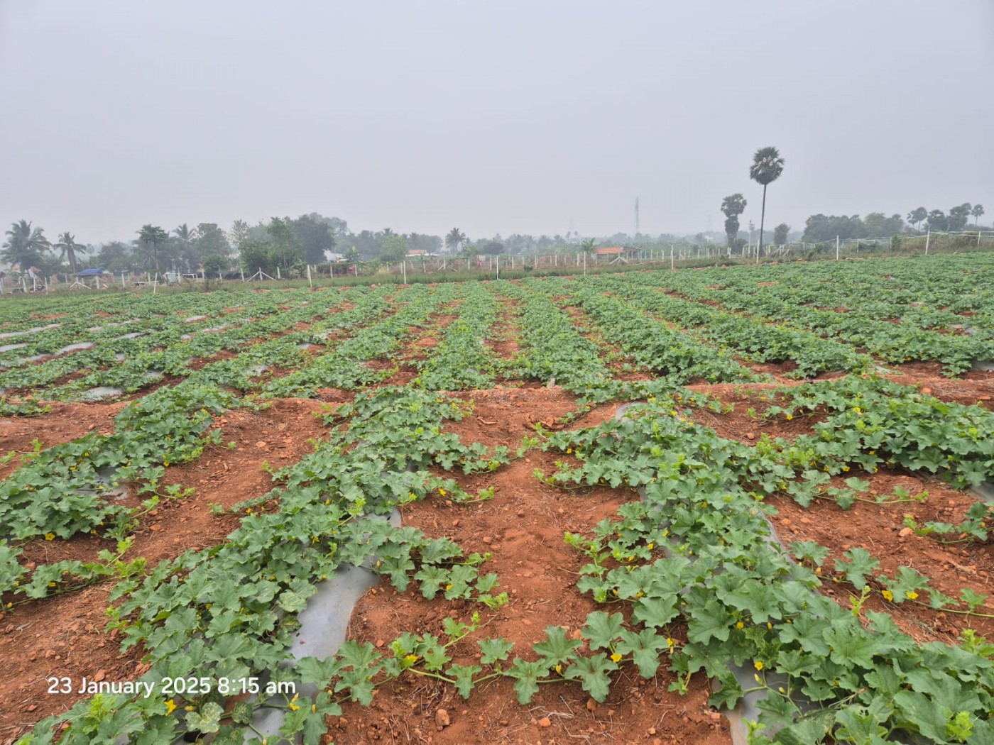 Picture of Prakash Farm