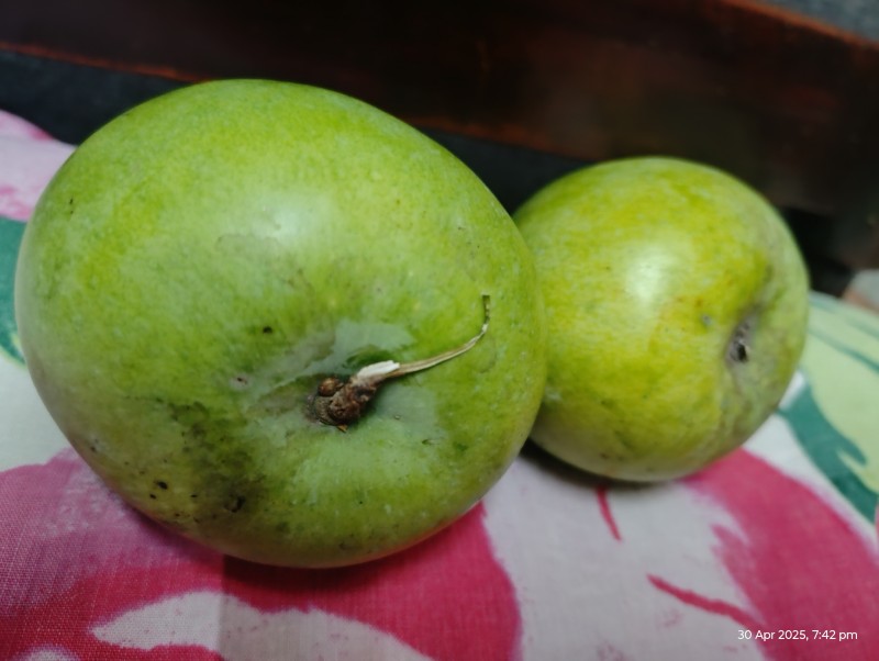 Picture of Fresh organic mangoes