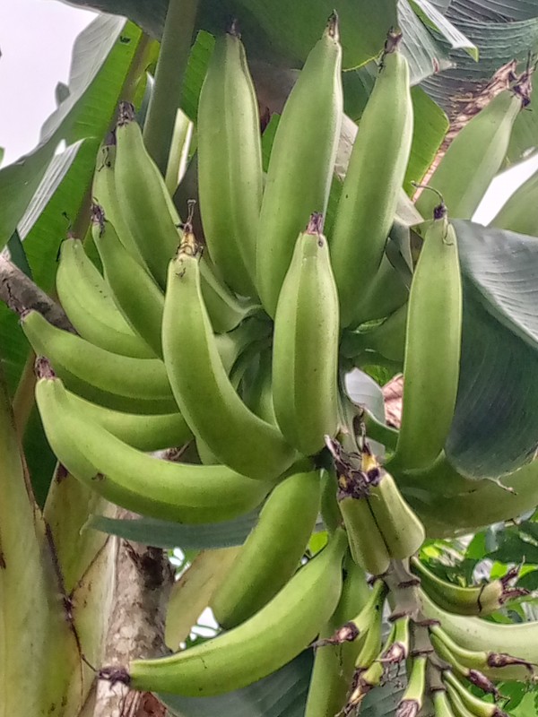 Picture for Plantain 