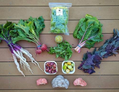 Picture for Big Veggie Package