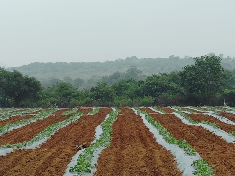 Picture for Water melon