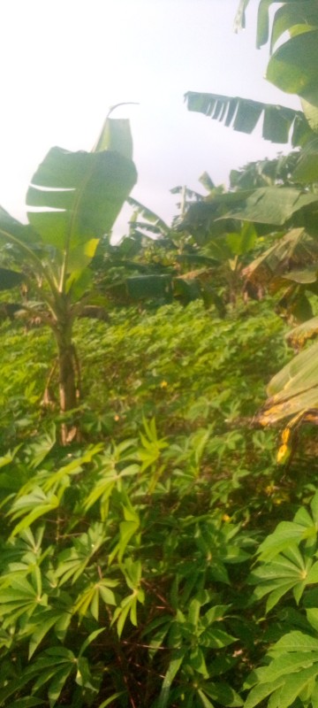 Picture of MoniJay farms