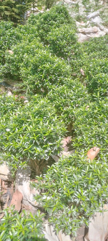 Picture of Mandevu tree center