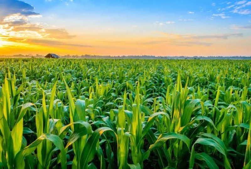 Picture of Wamsco Agropro 
