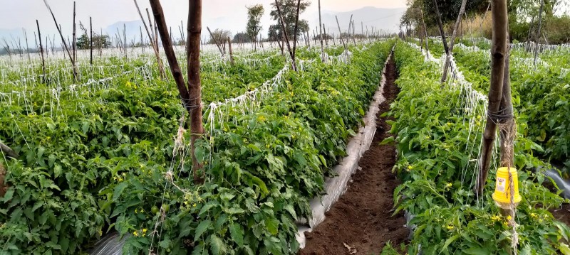 Picture of Bhimai farm