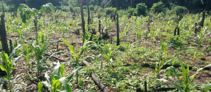 Picture of LINK-UP BY OMOBENDEL farms 
