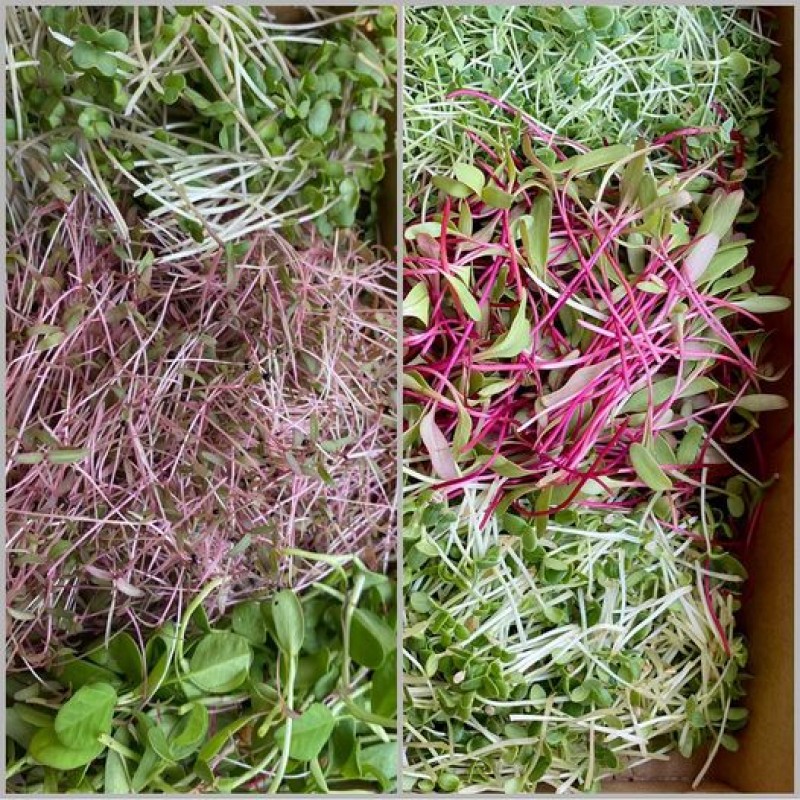 Picture for Organic microgreens