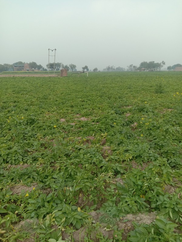 Picture of Yadav farm