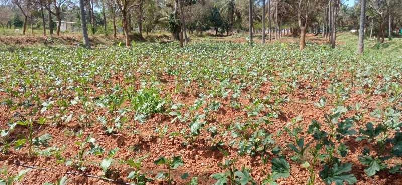 Picture of Nithin Farm