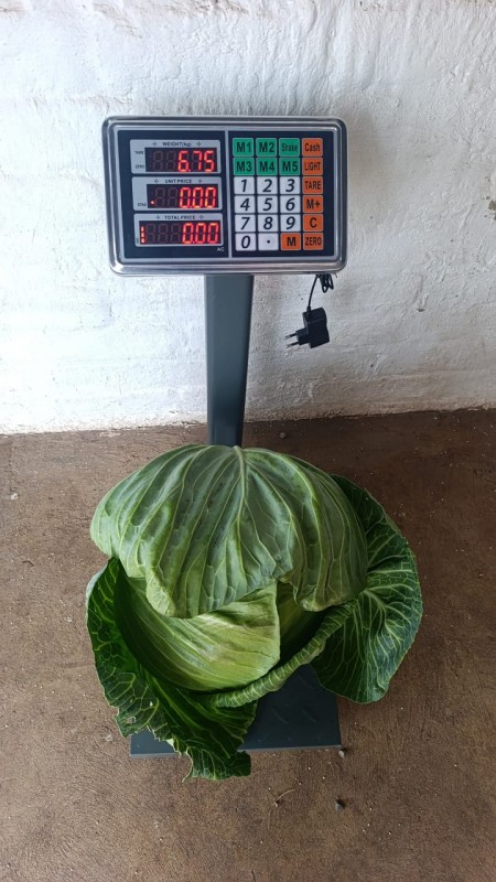 Picture for Cabbage 