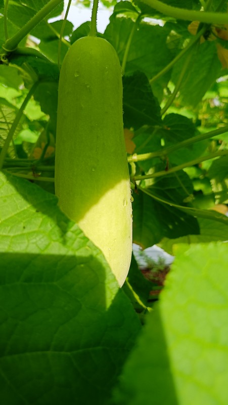 Picture for cucumber ðŸ¥’