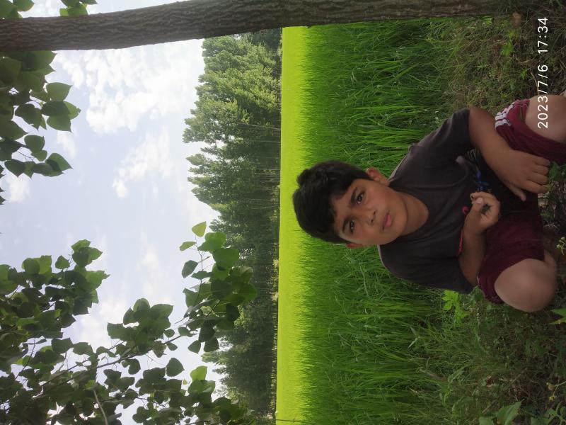 Picture of Kashmiri Cropland