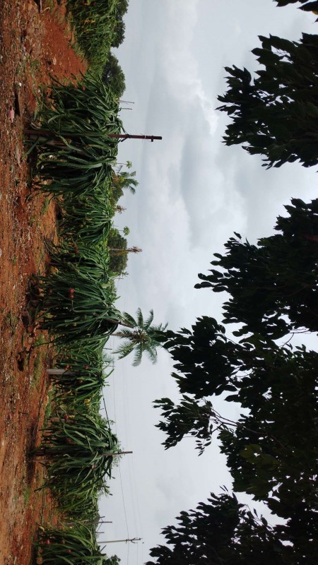 Picture of Farm