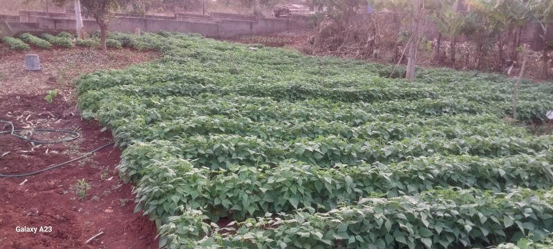 User's picture